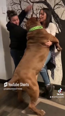 Pit bull named Hulk spreads joy with his giant, loving hugs
