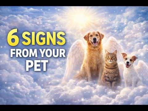 6 Ways Your Pet In Spirit is Guiding You | Signs from Animals in Spirit