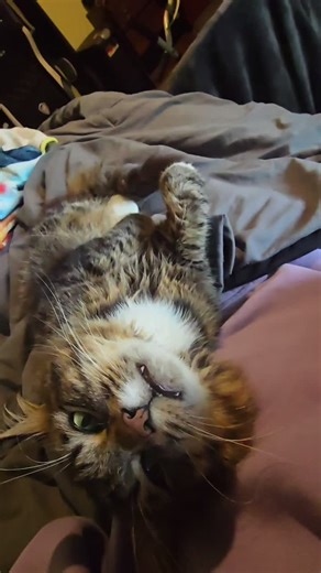 AlicetheCat! (@alicethefelinestar)’s videos with girl front instrumental - 💜