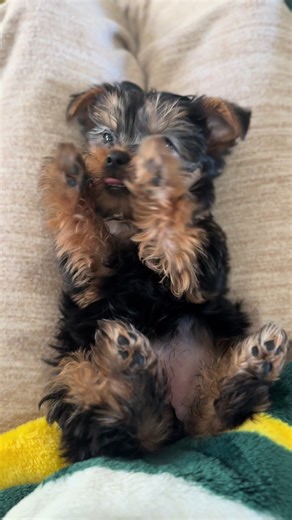 Adorable 12-Week-Old Yorkie Puppy Adventures