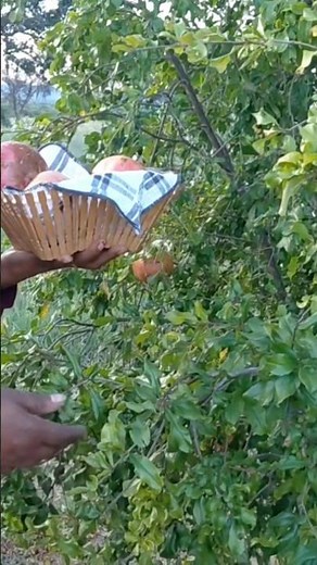 Harvesting pomegranate. Metsimaswaane. Botswana