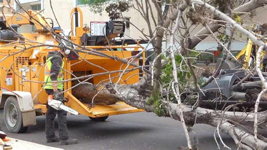 Brandon clears diseased trees from city's downtown