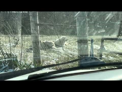 Greg is excited with the progress he’s seeing with the flerd!