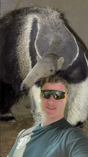 Anteater Eats 30,000 Ants a Day! 🐜👅