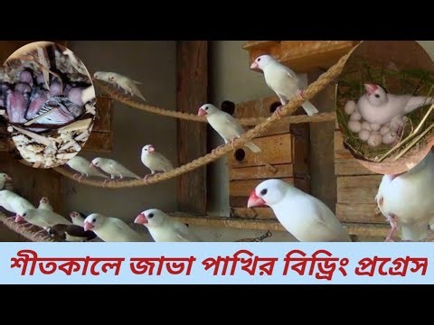 শীতকালে জাভা পাখির বিড্রিং প্রগ্রেস। জাভা পাখি পালন#javasparrow#video