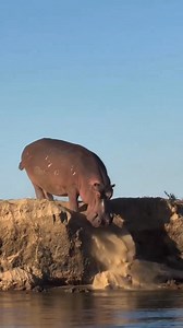 Hippopotamus Power #facts #shorts #reels | Universe Adventure