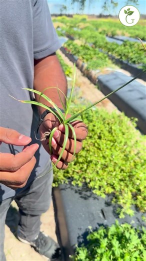 Weedy Wednesdays: Purple Nutsedge