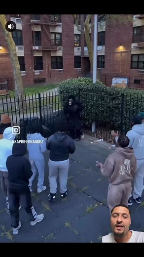 3.5K views · 19 reactions | 100 people vs 1 gorilla 藍藍藍 | Steff Weezy | Facebook