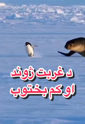 Breaking News: Ping wings are facing a big problem they have less ice in ocean in 2026. #doctorshekib #khyberpakhtunkhwa #تاجیک_هزاره_ازبک_پشتون_ترکمن🇦🇫 #fyp #breakingnews