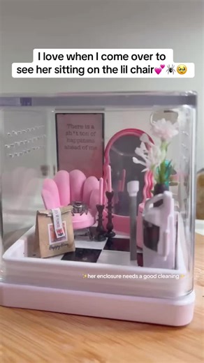 #cutepets #jumpingspider #petspider | Jumping Spider Enclosure