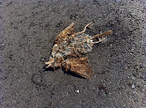 AI Animation: Sparrow – From Death to Life