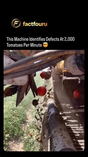 knowledge motivation and facts | Based on optical sorting technology used in modern agriculture, specifically in processing tomato harvesting, machines are capable of... | Instagram
