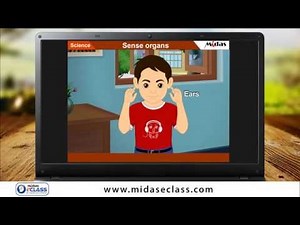 UKG Science - Sense Organs