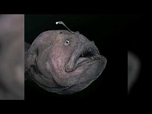 The Deep Sea’s Strangest Reproduction Rituals