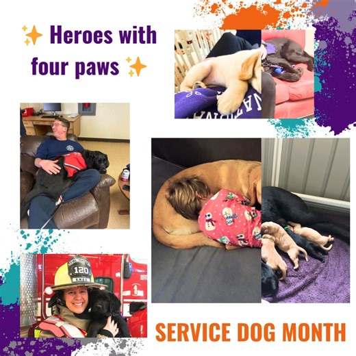 24 reactions | At NSD, we celebrate the incredible dogs who change...