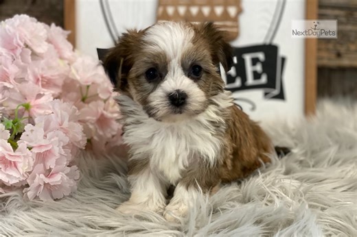 Holly - Havanese Puppy D41F55