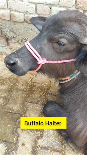 Simple Trick to Tie Animal Halter Properly #diy #knot #hacks #tips #shorts #youtubeshorts