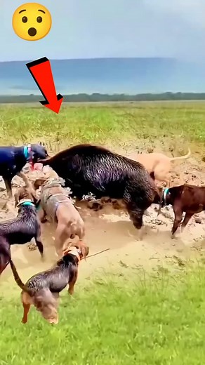 🦅vs🐷 | Ultimate Minecraft