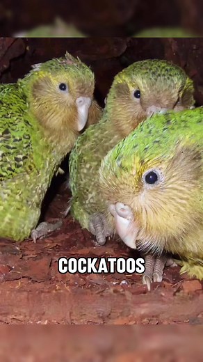Kakapo: The Adorable Kiwi Bird