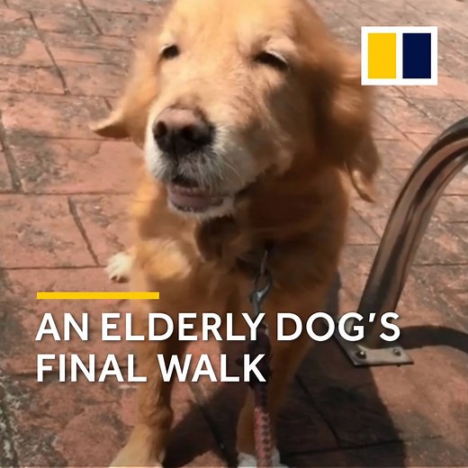 Elderly dog Pudding didn't want her walk to end. It turned out to be her final one. Her owner wrote a heartbreaking letter: "Don't forget me, OK? I love you." | South China Morning Post