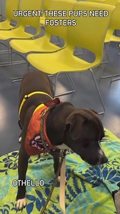 🚨URGENT: FOSTERS NEEDED !! These dogs are ready for foster homes! They’ve been nothing but affectionate with our staff and volunteers and just need a soft, cozy place to decompress outside of the shelter. If you’ve got space, even short-term, it would mean everything to these pups. Foster Application and more available fosters here: https://www.guilfordcountync.gov/government/departments-and-agencies/animal-services/foster-pet | Guilford County Animal Services