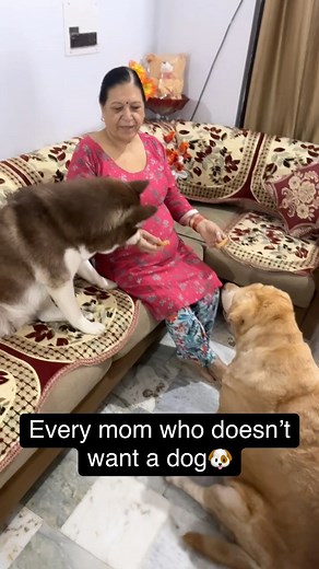 Relatable??? Every mom who doesn’t want a dog 🐶 #jennythelab #relatble #huskypuppy | jenny.the.lab