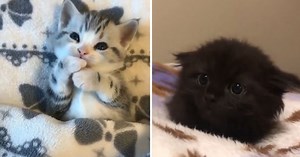 Carefully Curated Cute Cat Collection (46 Cat Gifs)