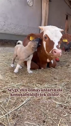 AYHAN TOPCUOĞLILAR on Instagram