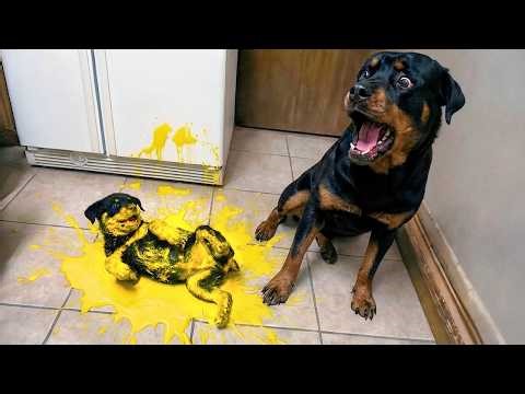 Chiens Drôles Qui Essaient d'Être Parents Pour la Première Fois