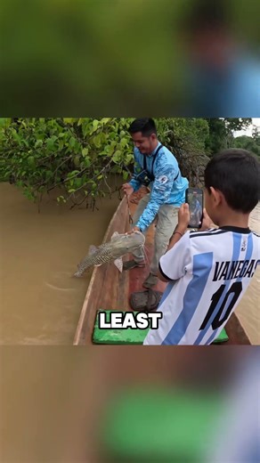 Fishermen set up fishing traps in the Amazon and catch various giant catfish. #fishing#foryou