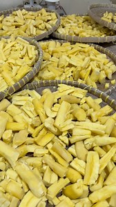 Pembuatan tape Bondowoso. #tape #bondowoso #kulinerbondowoso #budionosukses | Budiono Sukses