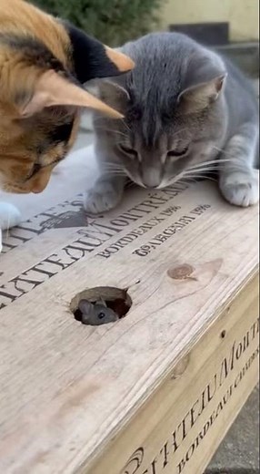 Who’s gonna win — the cat or the mouse hiding in the box? 👀🐱📦🐭 #cat #funny #shorts #mouse