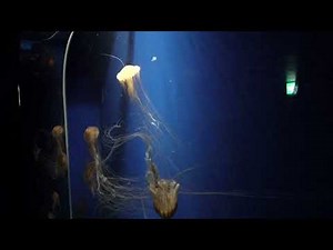 Kurage Life（クラゲライフ）② 夜の水族館探検ウインター 鴨川シーワールドにて 2021年12月25日 00073