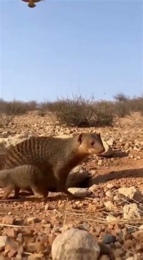 Brave Mongoose Saves Its Babies from an Eagle