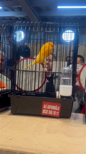 IYCC Best 7 2025 | Tarek Moussa