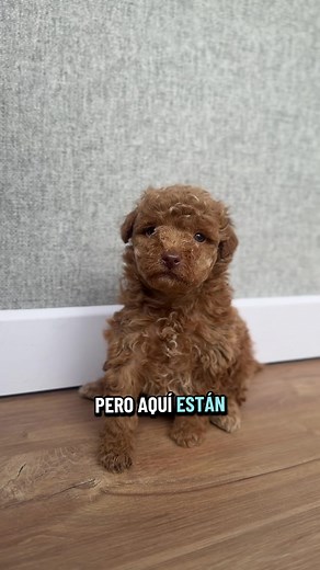 5 Cosas Sobre Caniches Que Desearía Saber Antes