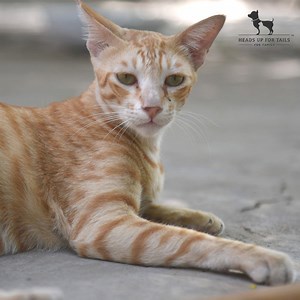 An Expert’s Guide to Taking Care of Street Cats