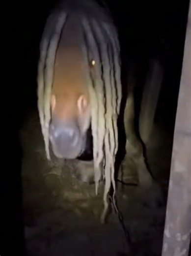 Discover the Unusual Horse Encounters