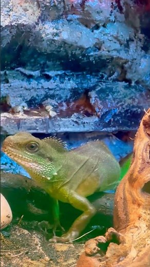 Bearded Dragon + Water Dragon 🦎 #animal #kidssongs #kidsvideo #singalong #children #kids #toddlers