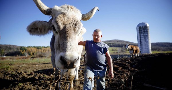 Tommy, Cheshire's favorite Swiss Brown ox, officially named 'Tallest Living Steer' by Guinness World Records