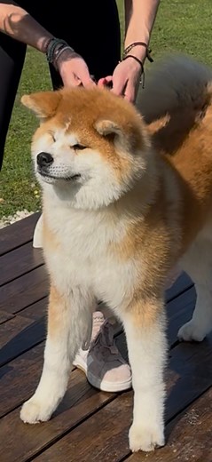Miya go Sara Hana Kensha 6 month old #akita #akitainu #puppy #dog #passion #bestdog #japanesedog #akitalover #sarahanakensha #france #breeder | Sara Hana Kensha