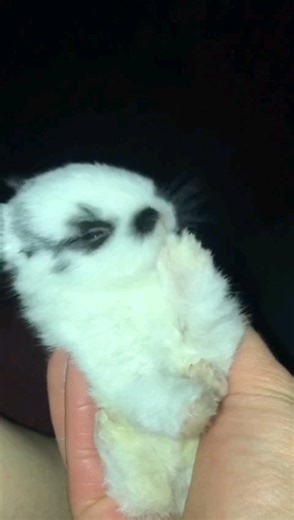 Baby Polish bunny falls asleep | FamTeam - The Arndt Family
