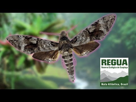 Tetrio Sphinx / Plumeria Sphinx - Pseudosphinx tetrio (Sphingidae) REGUA, Brazil Bug Highlight