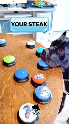 How talking Cane Corso JINX'd herself 😱 (TuxnDog # 472)