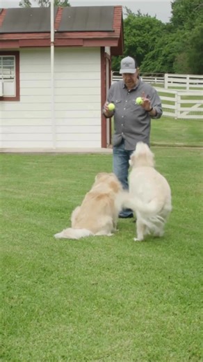From real meals to real moments — Chuck Norris feeds his dogs Lone Wolf Ranch because they deserve powerful nutrition. •⁠ •⁠ •⁠ ⁠ #LoneWolfRanchPets #ChuckNorris #LoneWolfRanch | Lone Wolf Ranch Pets