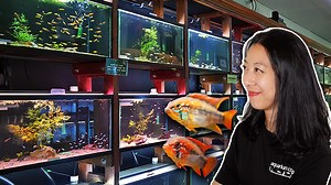 Our content manager Irene visited Aquarium Co-Op for the first time! Find out what 5 unusual fish immediately caught her eye because of their bright colors and cool personalities. #AquariumCoop | Aquarium Co-Op