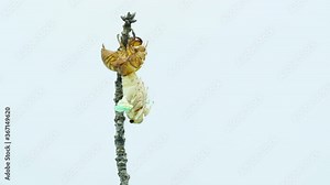 Time-lapse video of the emergence of cicadas