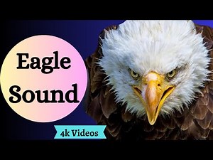 10 Minutes - Eagle Sound - different Eagle sounds
