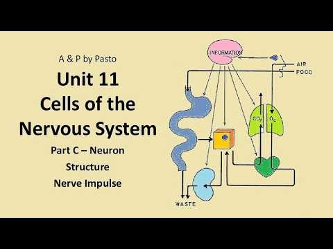 Unit 11 Cells of NS part C Impulse