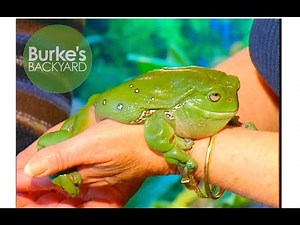Frog Road Test. Keeping pet Green Tree Frogs and White-lipped Tree Frogs. Burke's Backyard